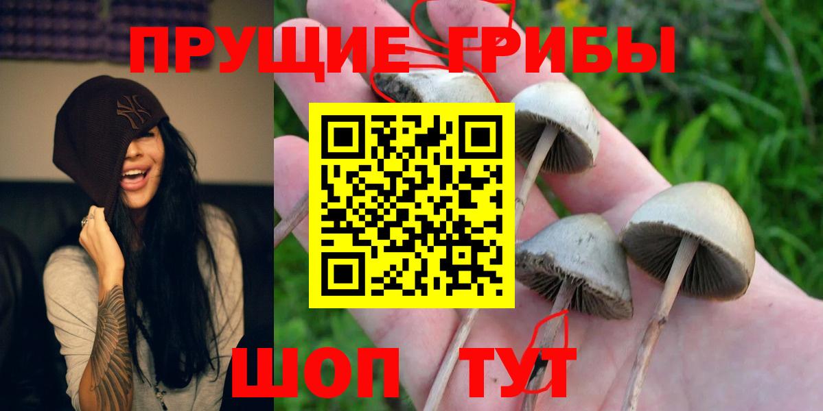 Галлюциногенные грибы Psilocybe  Вичуга 